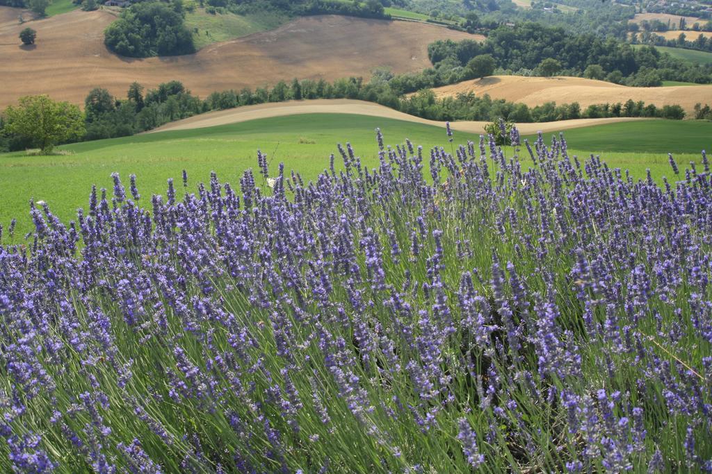 Agriturismo Il Fienile Di Ca Battista * Cagli