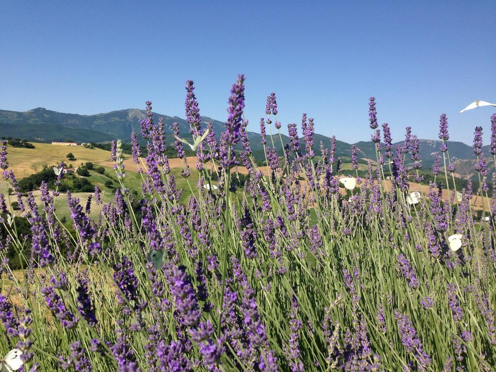 Agriturismo Il Fienile Di Ca Battista Apartment