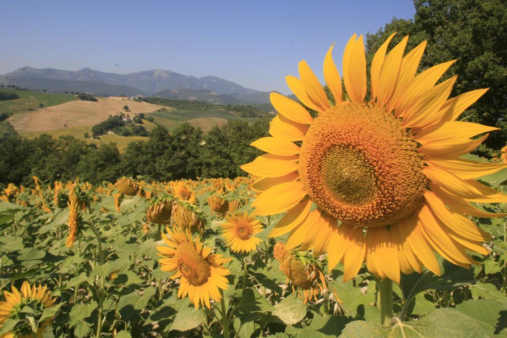 Agriturismo Il Fienile Di Ca Battista Apartment Cagli